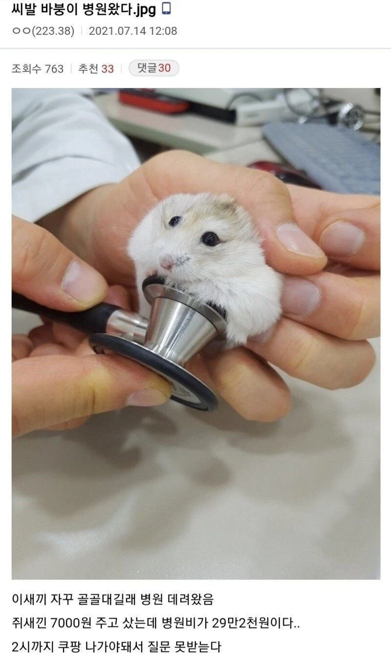 키우던 햄스터가 다쳐서 병원간 사람들._5.webp