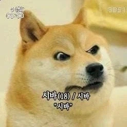 시바견의 꼬리를 밟은_2.webp