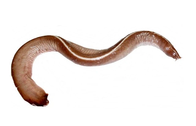 의외로 이름만 장어지 진짜 장어과는 아닌 것들_1.webp