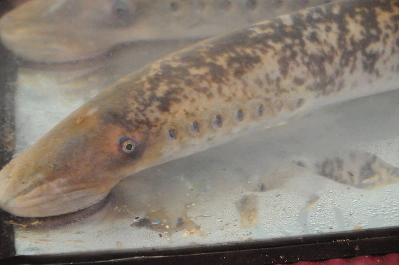 의외로 이름만 장어지 진짜 장어과는 아닌 것들_2.webp