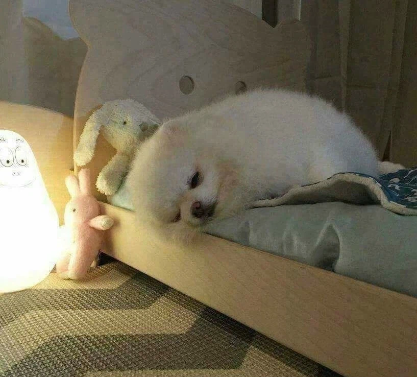 댕댕이 침대를 사준 결과_1.webp