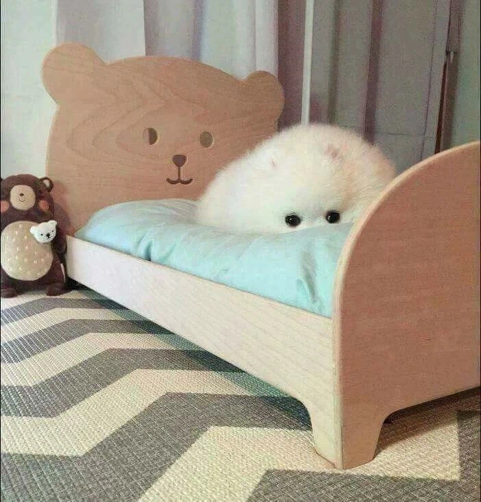 댕댕이 침대를 사준 결과_3.webp