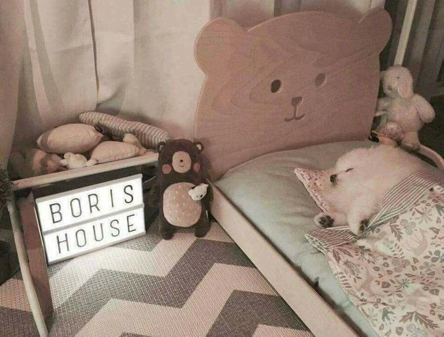 댕댕이 침대를 사준 결과_4.webp