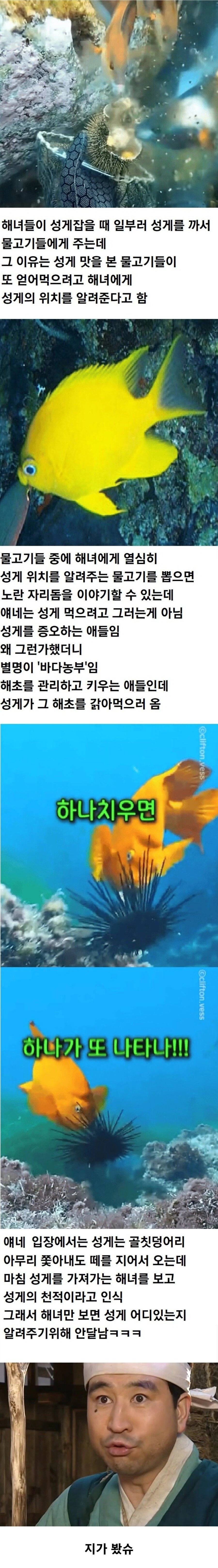 성게잡이 해녀와 공생하는 물고기들 jpg._1.webp