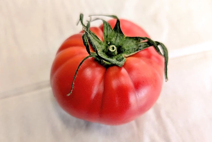 좀 큼직한 토마토의 단면_1.webp