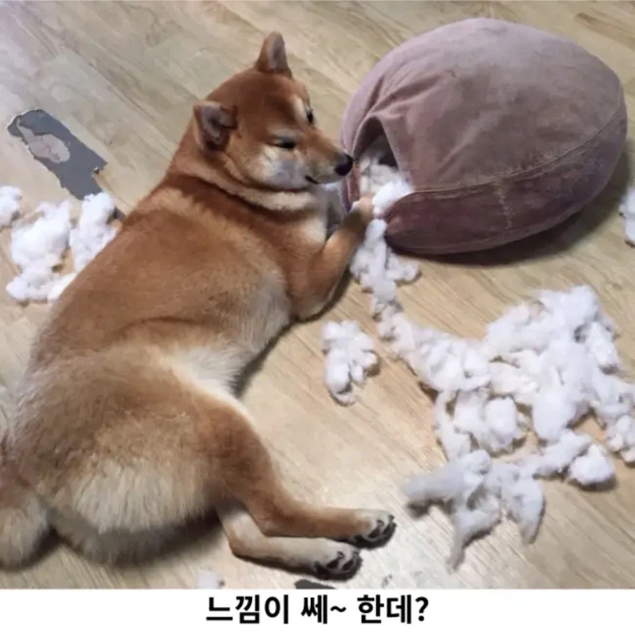 시바 현장검거_2.webp