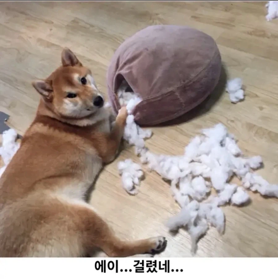 시바 현장검거_3.webp