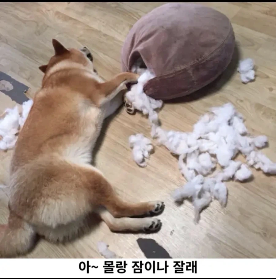 시바 현장검거_4.webp