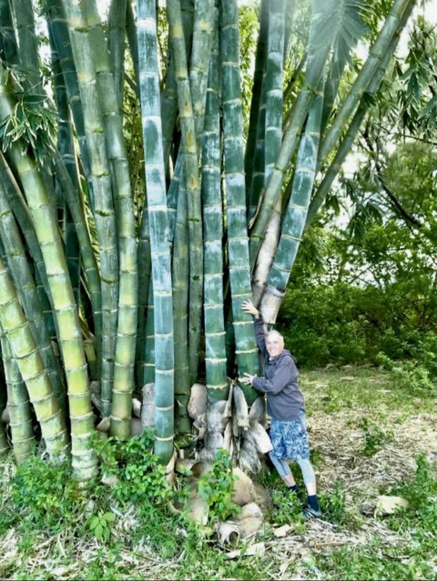 거대 대나무 자생지에 유물이 별로 안나오는 이유...eu_2.webp