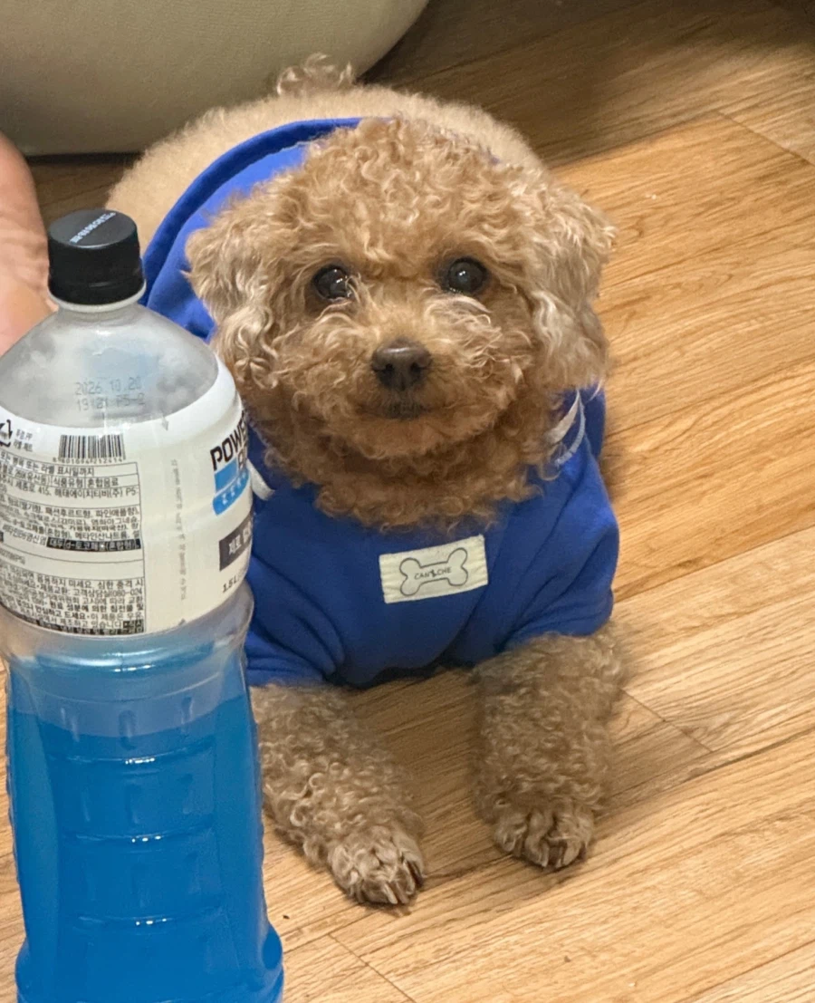 미국정떡) 지금 국제정세가 귀여운 개_1.webp