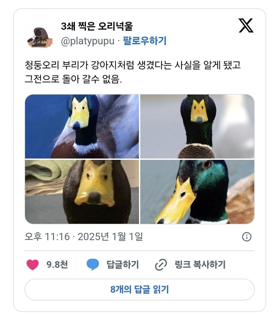 청둥오리 부리의 비밀_1.webp