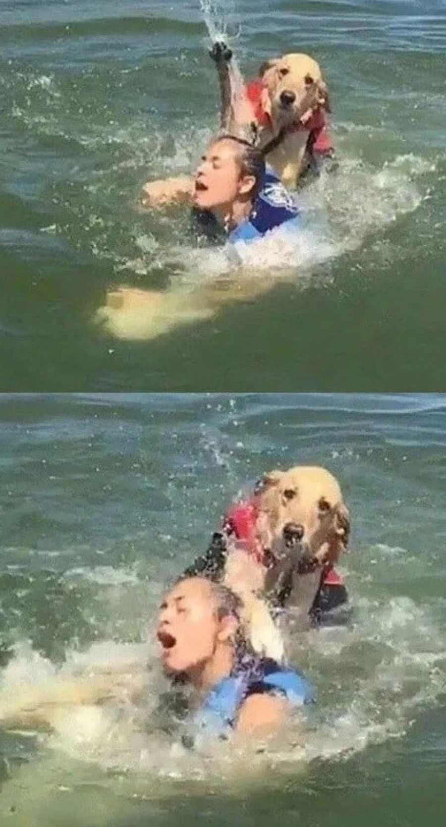 물에 빠진 사람을 구하는 개_1.webp