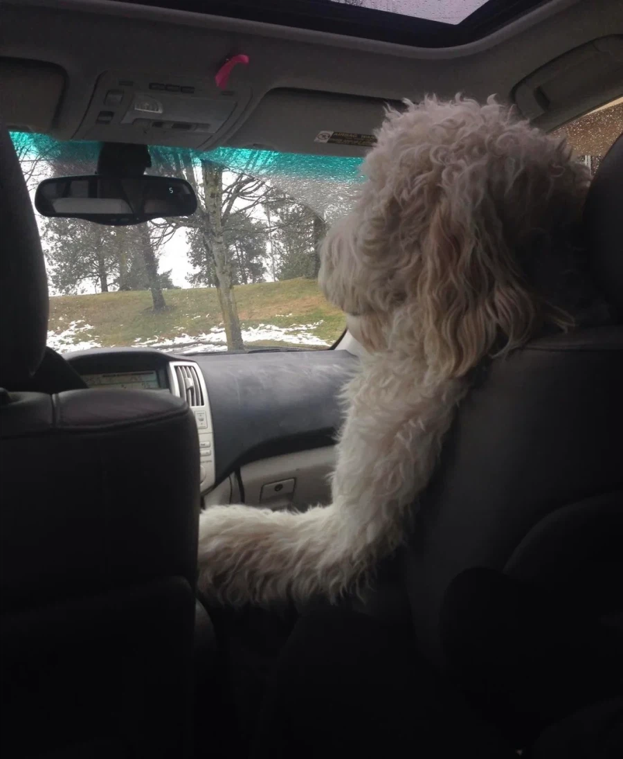 자동차 앞좌석에 앉아 엄마 만지지 않으면 계속해서 운다는 개.JPG_4.webp