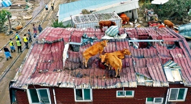 홍수나면 시골에서 자주 일어났던 일.JPG_2.webp