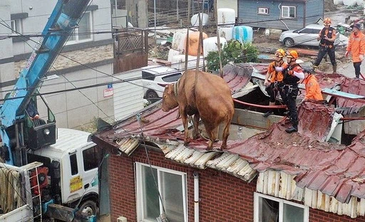 홍수나면 시골에서 자주 일어났던 일.JPG_3.webp