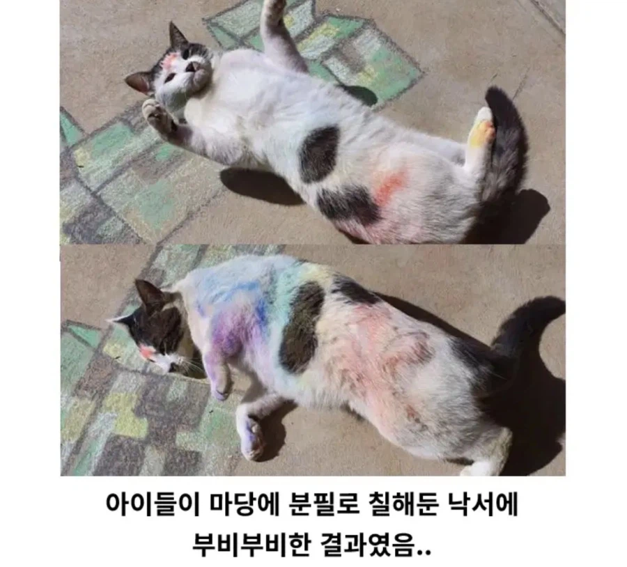 고양이가 알록달록 해진 이유_2.webp