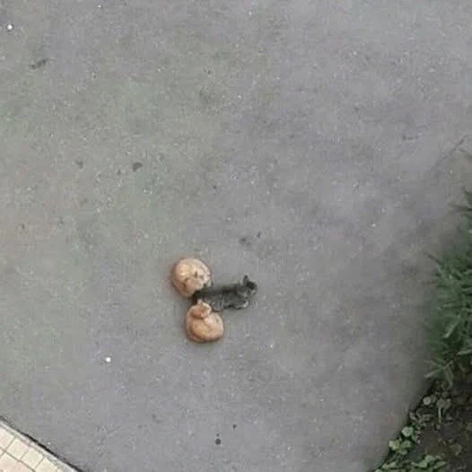 ㅈ냥이 jpg._1.webp