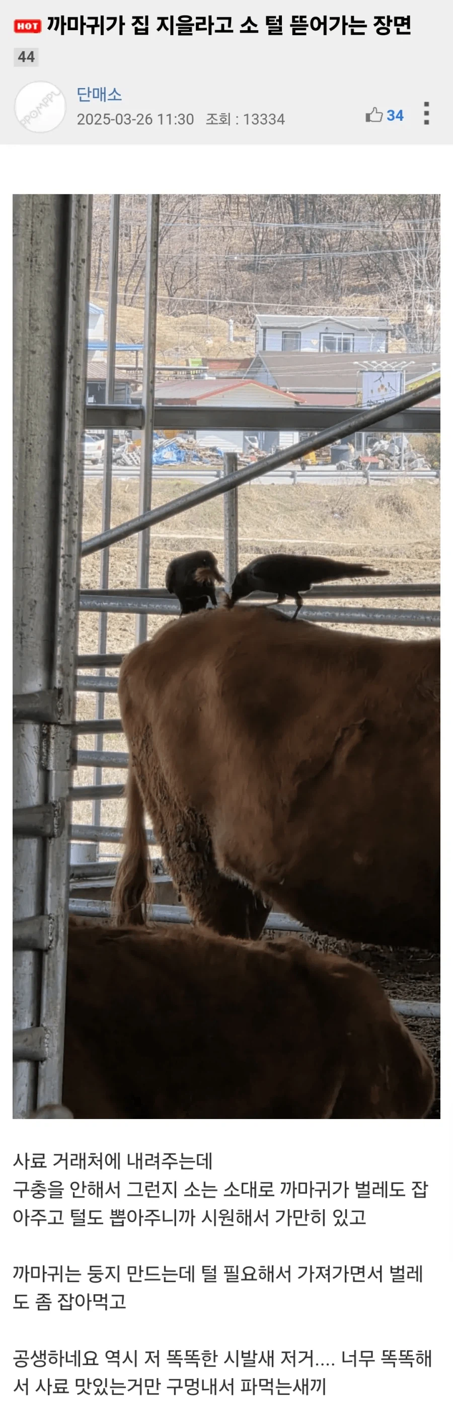 까마귀가 둥지 지으려고 소 털 뜯어가는 장면.jpg_1.webp