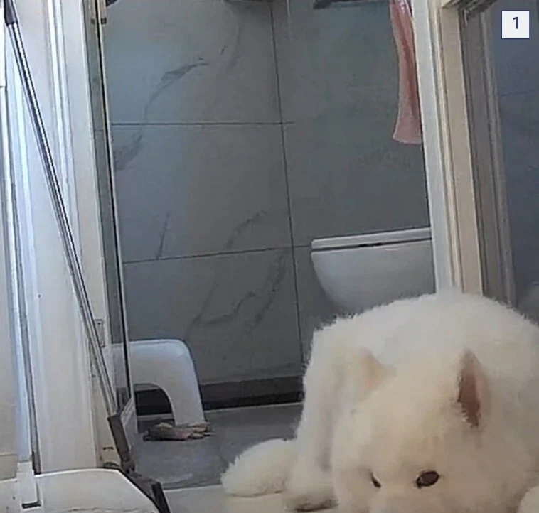 강아지가 7일동안 물 안마셨길래_2.webp