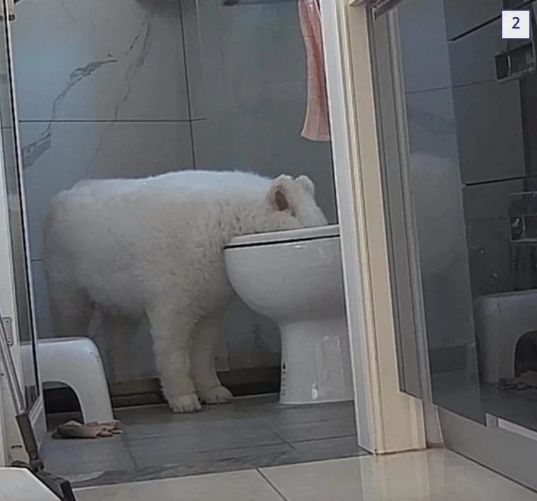 강아지가 7일동안 물 안마셨길래_3.webp