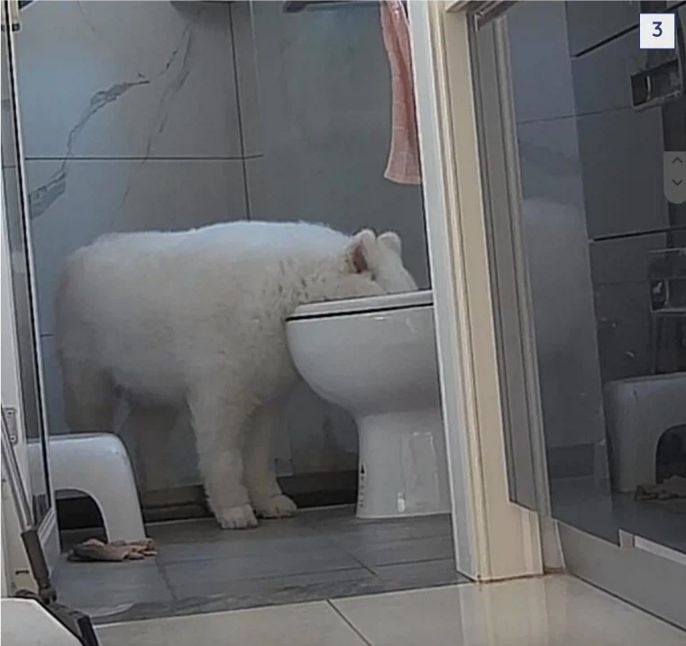 강아지가 7일동안 물 안마셨길래_4.webp