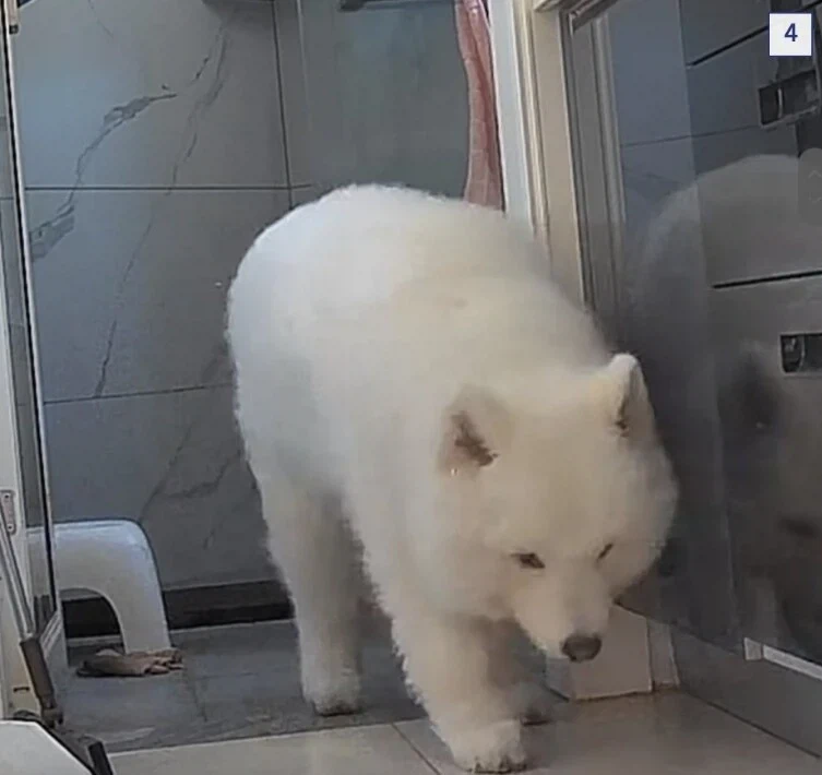 강아지가 7일동안 물 안마셨길래_5.webp