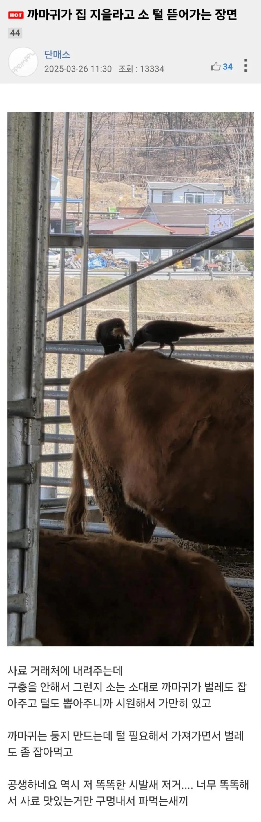 까마귀가 집 지으려고 소 털 뜯어가는 장면._1.webp