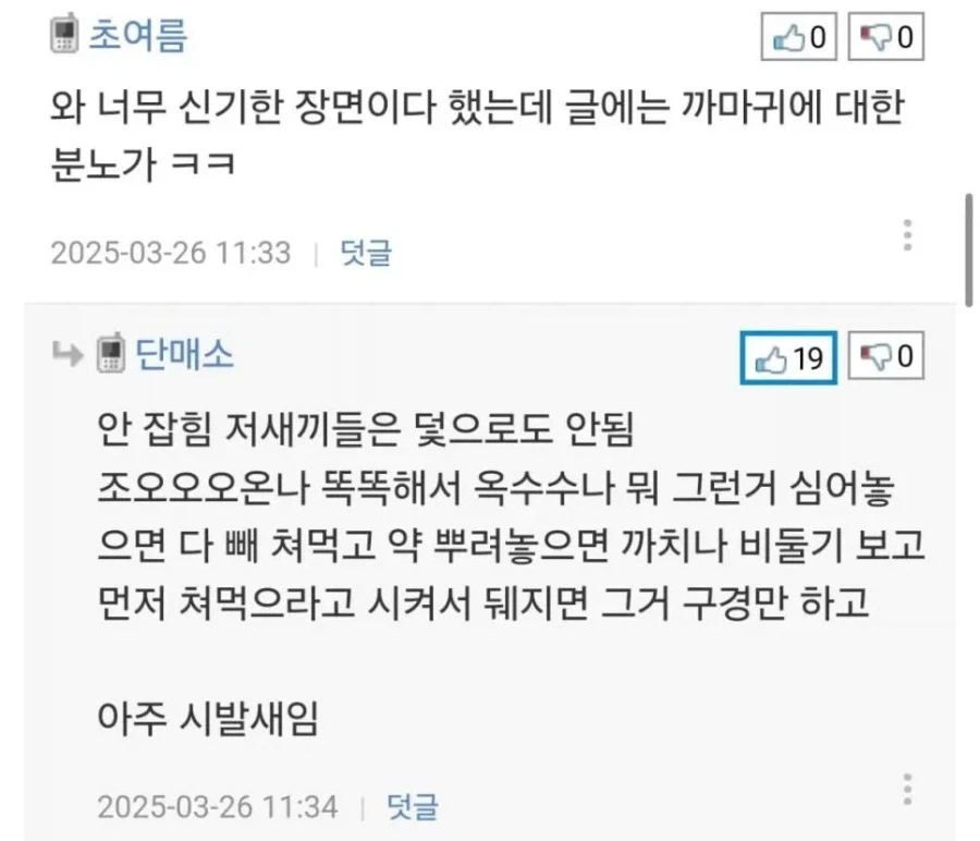 까마귀가 집 지으려고 소 털 뜯어가는 장면._3.webp