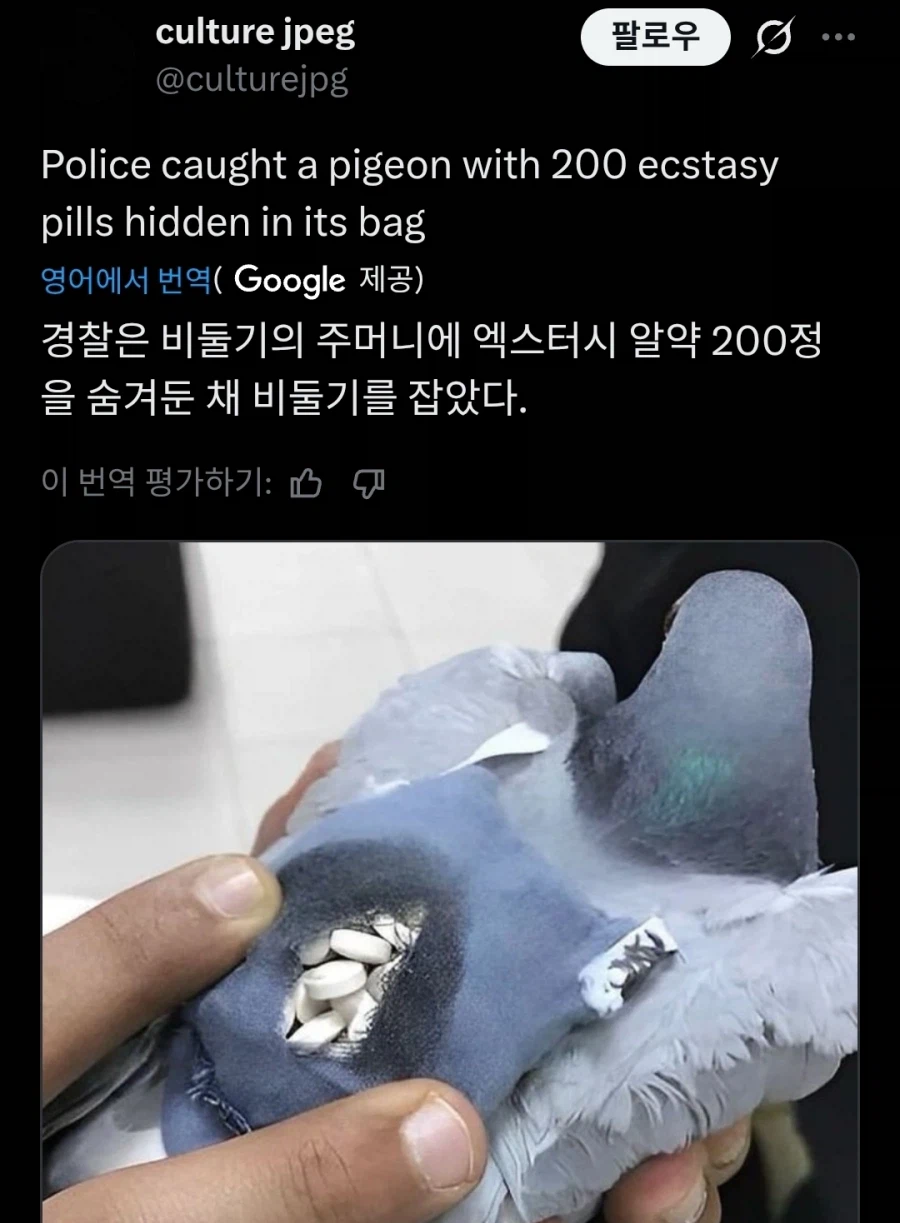 먹이주기가 금지되자 스스로 밥값을 벌려는 비둘기_1.webp