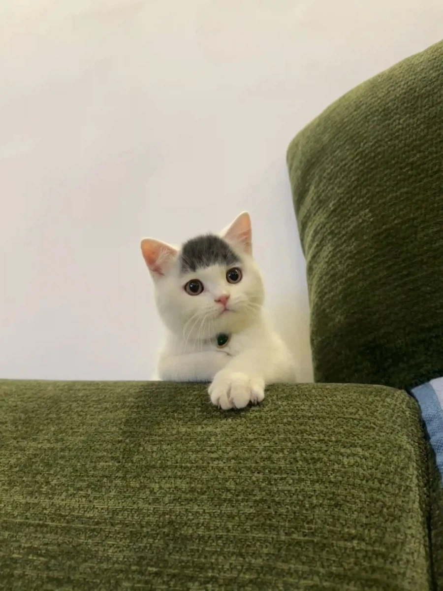 앞머리 있는 아깽이..._1.webp