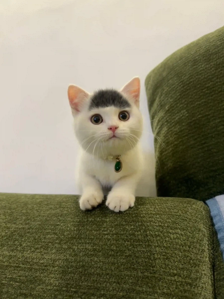 앞머리 있는 아깽이..._2.webp