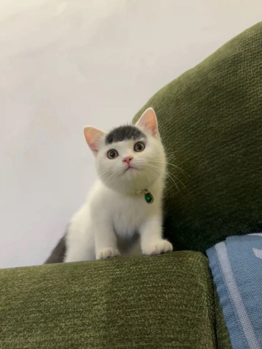 앞머리 있는 아깽이..._3.webp