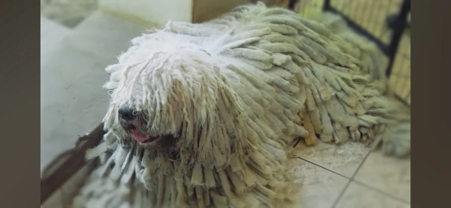 늑대도 잡는다는 최강의 개_1.webp