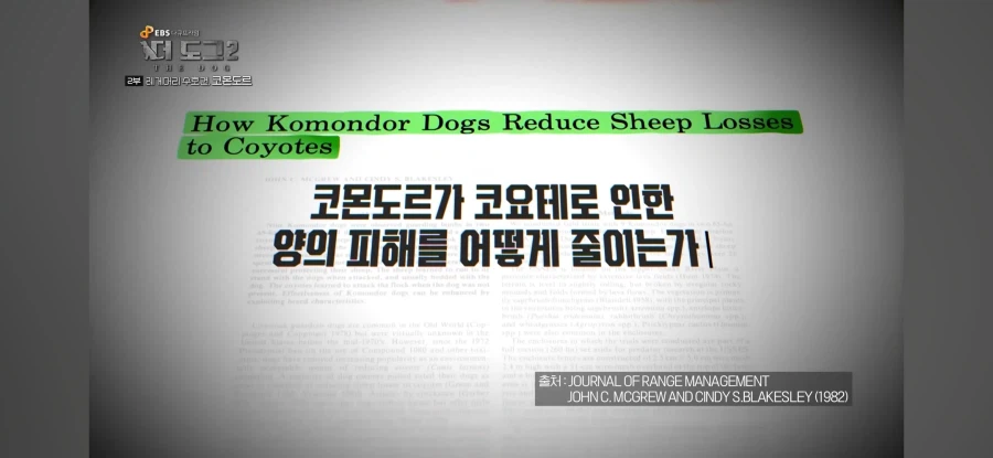 늑대도 잡는다는 최강의 개_3.webp