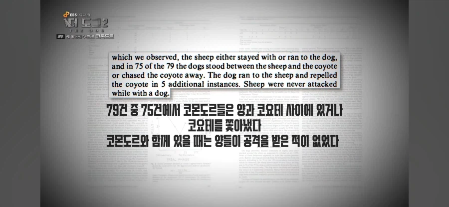 늑대도 잡는다는 최강의 개_4.webp