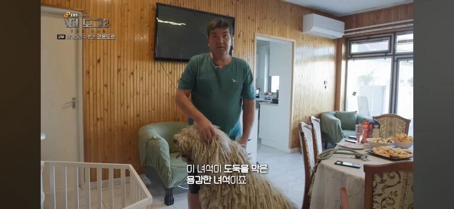 늑대도 잡는다는 최강의 개_7.webp