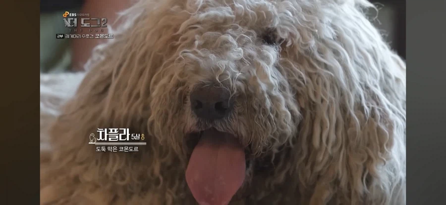 늑대도 잡는다는 최강의 개_8.webp