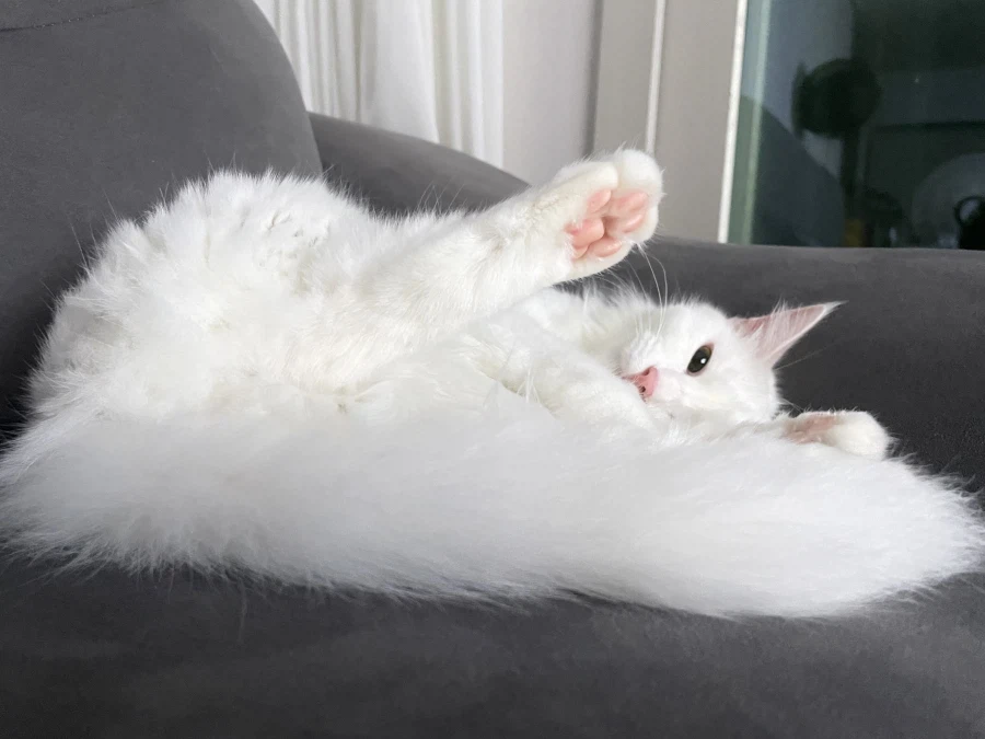 야심한 밤 좋은걸 보여주지_11.webp