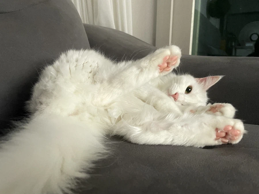 야심한 밤 좋은걸 보여주지_12.webp