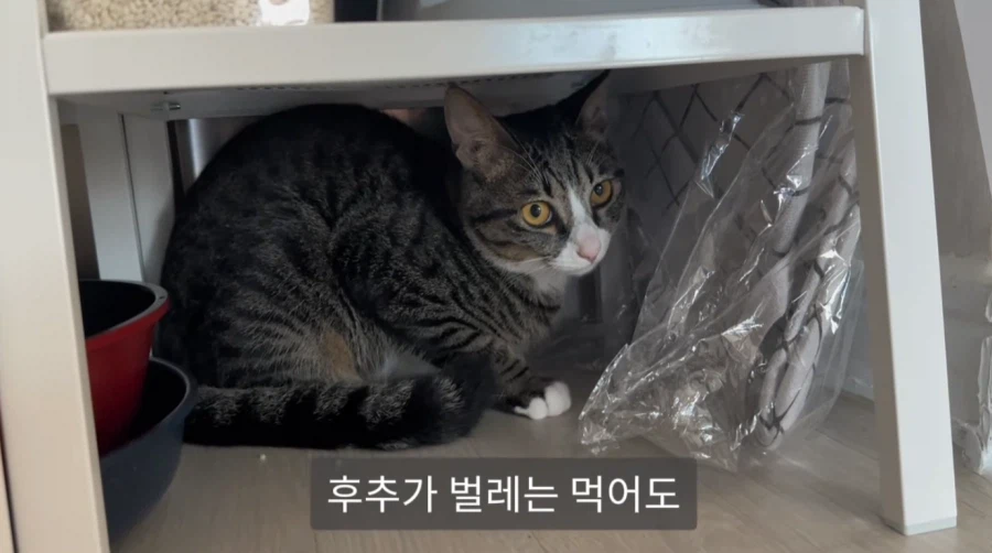 냥집사들의 서글픈 맹세_1.webp