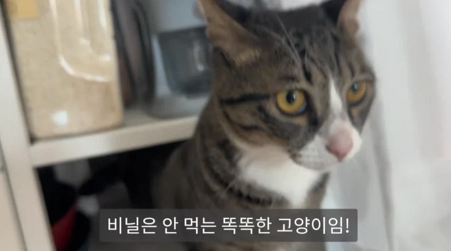 냥집사들의 서글픈 맹세_2.webp