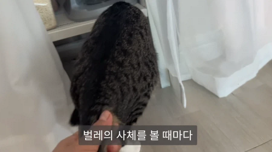 냥집사들의 서글픈 맹세_4.webp