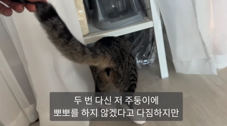 냥집사들의 서글픈 맹세_5.webp