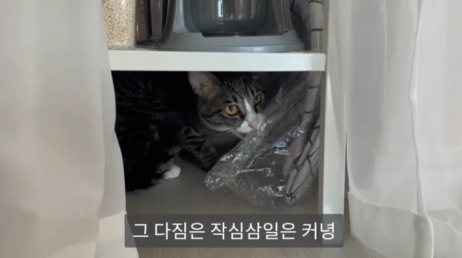 냥집사들의 서글픈 맹세_6.webp