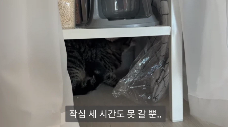 냥집사들의 서글픈 맹세_7.webp