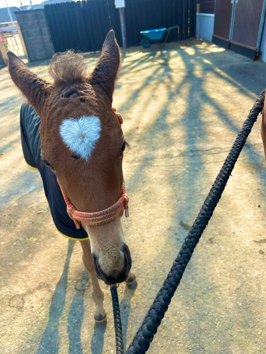 하트군 이라고 불리는 일본말_3.webp