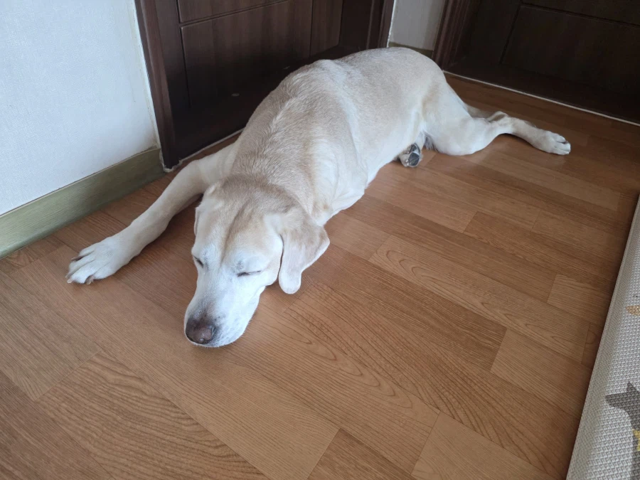 야밤에 강아지 자랑._1.webp