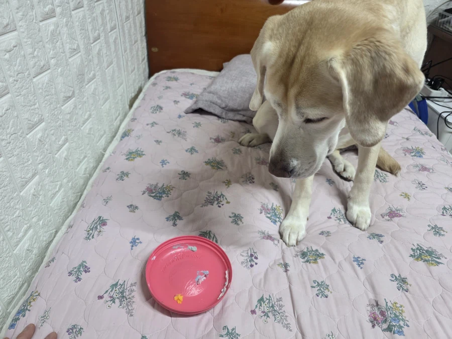 야밤에 강아지 자랑._2.webp