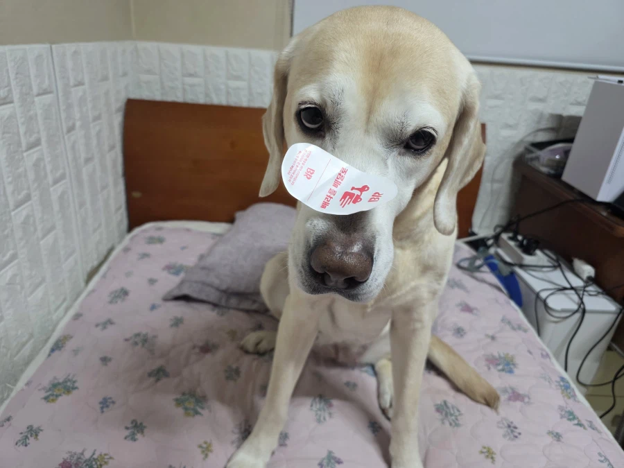 야밤에 강아지 자랑._3.webp