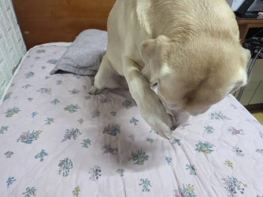 야밤에 강아지 자랑._4.webp